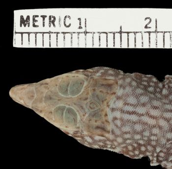 Media type: image;   Herpetology R-7169 Aspect: head dorsal